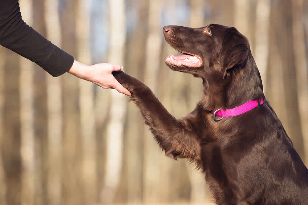 Sierra Canine: Chico’s Trusted Partner in Dog Training and Pet Boarding